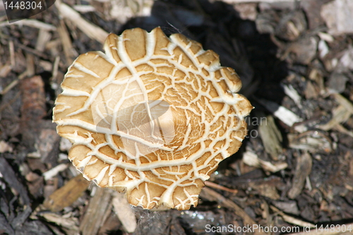 Image of mushroom, "Macrolepiota bohemica" 