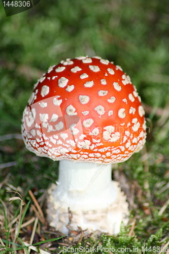 Image of toadstool 