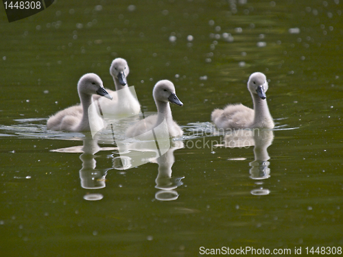 Image of Cygnets