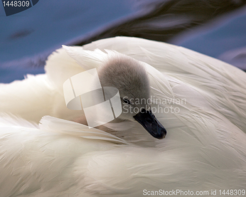 Image of Cygnet