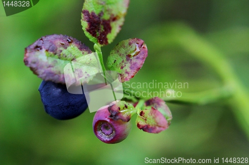 Image of Blueberries