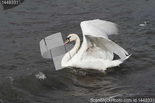 Image of Swan