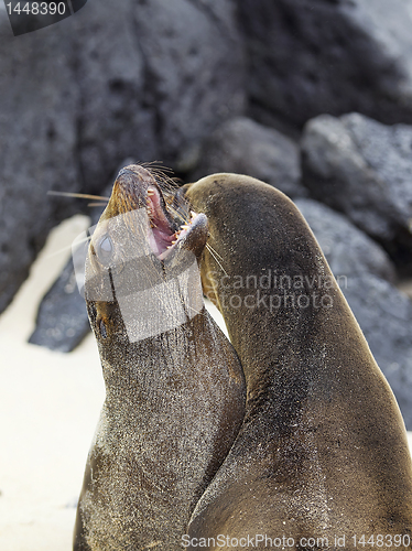 Image of Sea lion colony