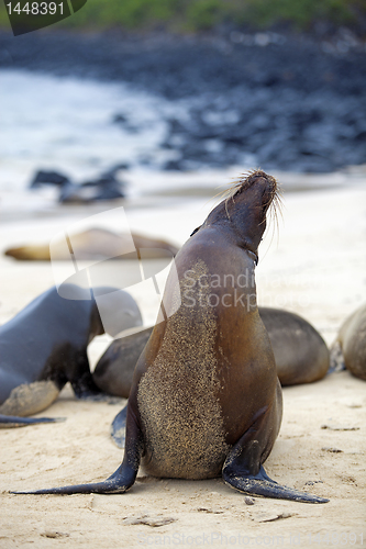 Image of Sea lion colony