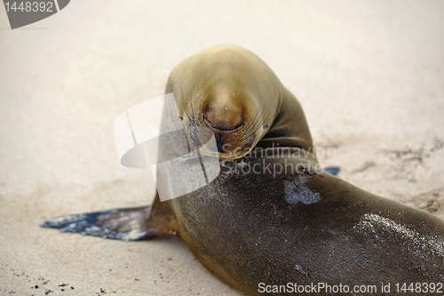 Image of Sea lion colony