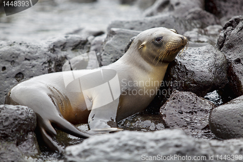 Image of Sea lion colony