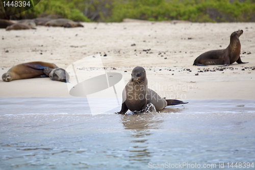 Image of Sea lion colony