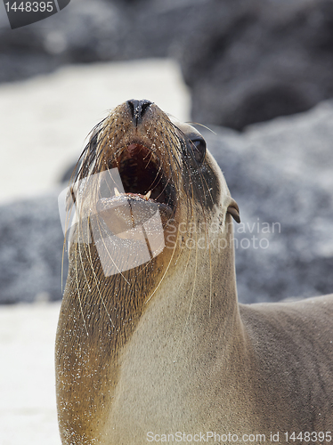 Image of Sea lion colony