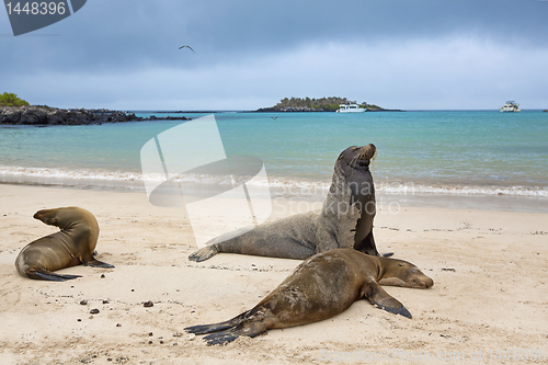 Image of Sea lion colony