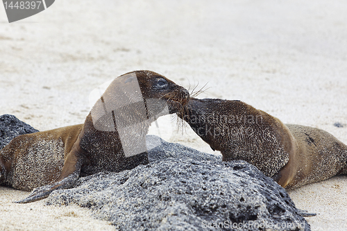 Image of Sea lion colony