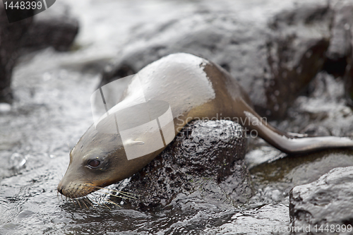 Image of Sea lion colony