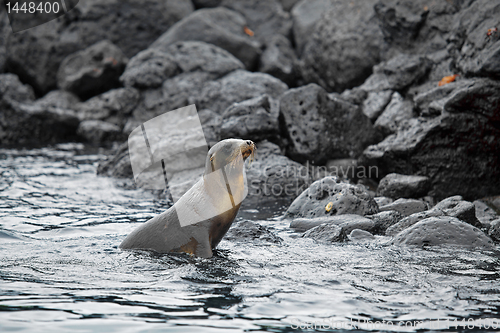 Image of Sea lion colony