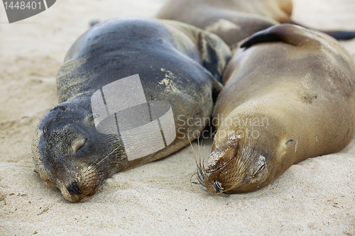 Image of Sea lion colony