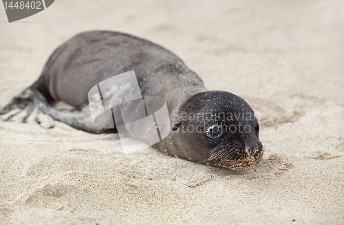 Image of Newborn Sea Lion