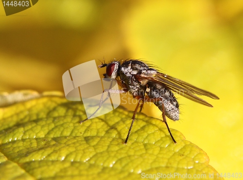 Image of Fly on a yellow leaf
