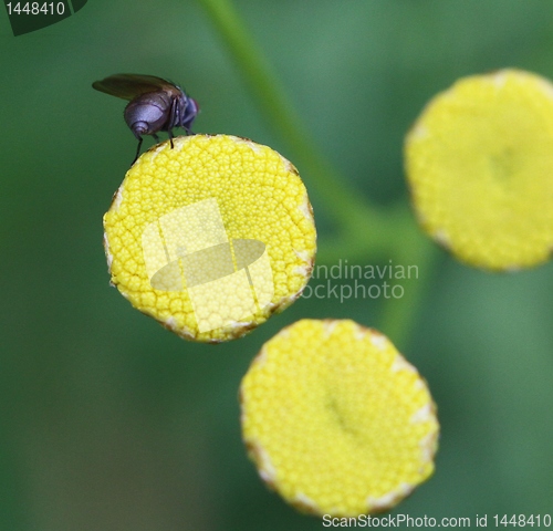 Image of Blue insect on a yellow flower