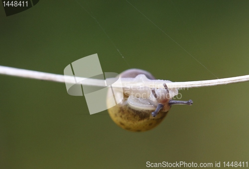 Image of Snail on a plant
