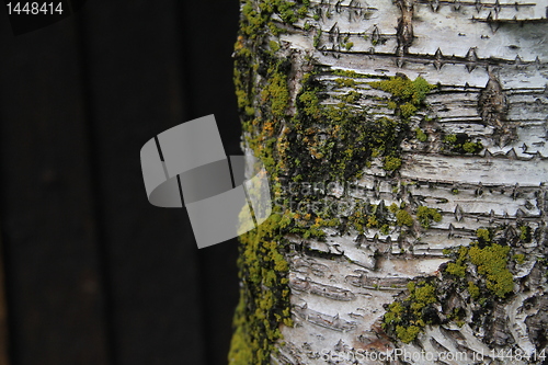 Image of Birch