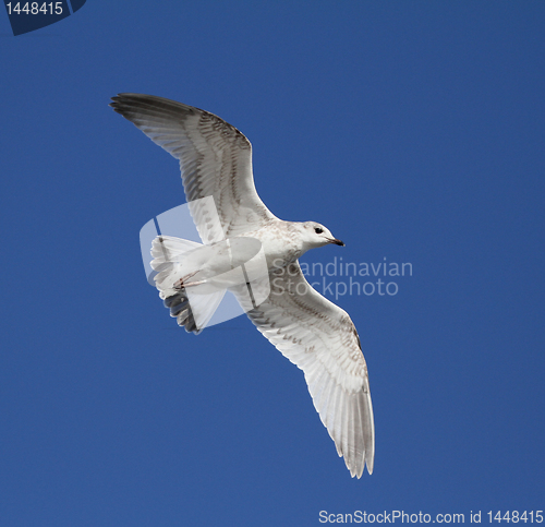 Image of Seagull