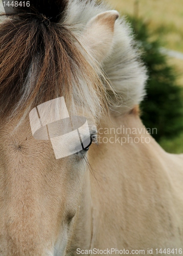 Image of Norwegian fjord horse