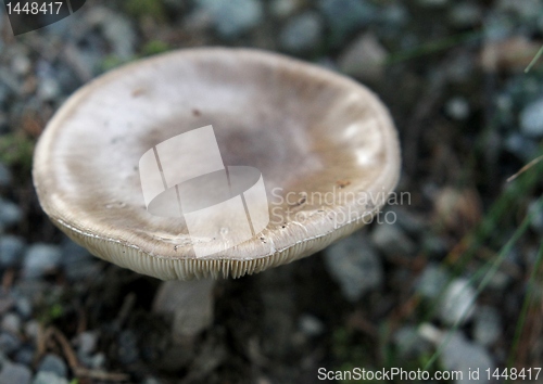 Image of Mushroom