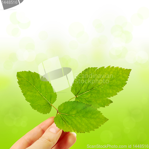 Image of green leaf