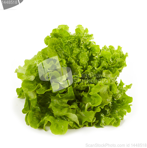Image of green lettuce