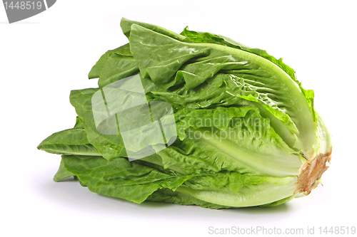 Image of green lettuce