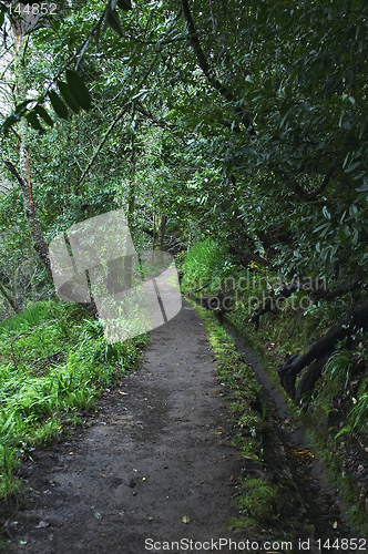 Image of Along the levada