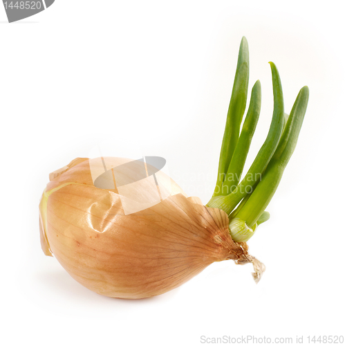 Image of onion