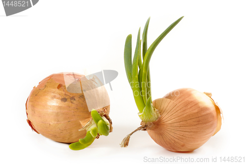 Image of onions