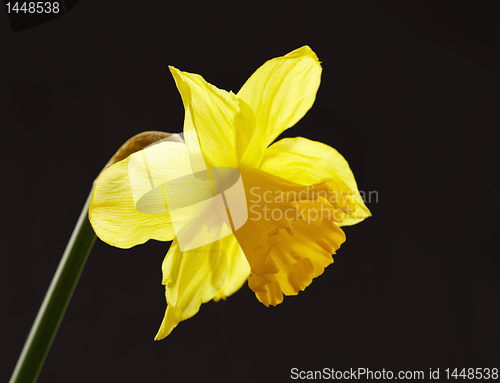 Image of yellow daffodil