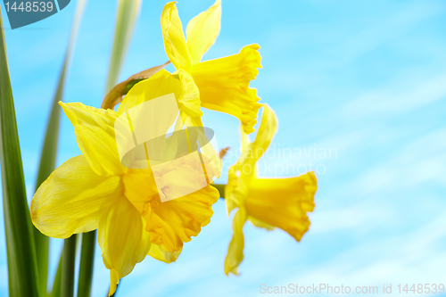 Image of yellow daffodils