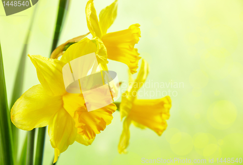 Image of yellow daffodils