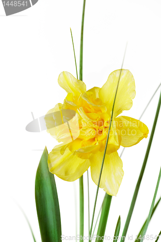 Image of yellow daffodil