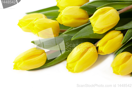 Image of yellow tulips