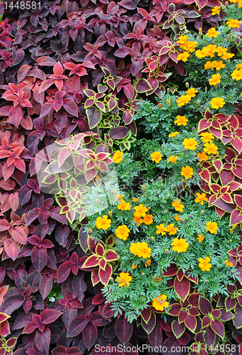 Image of Closeup Ground Covering Plants