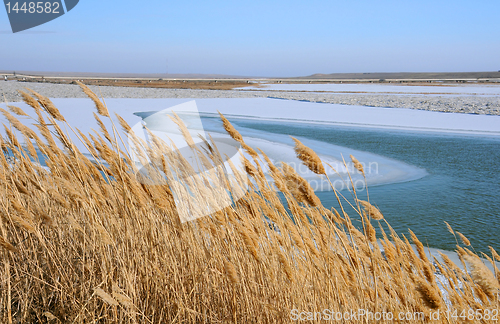 Image of Dry Reeds in the Winter