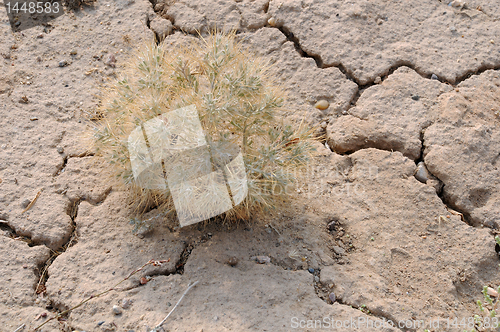 Image of Thorn Plant ion Stony Soil