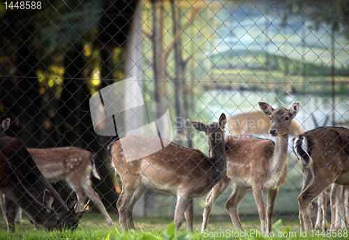 Image of Roe deer