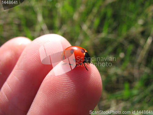 Image of ladybird on a fingertip 