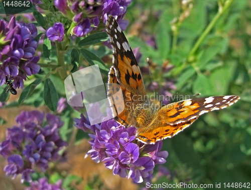 Image of butterfly on wild flower