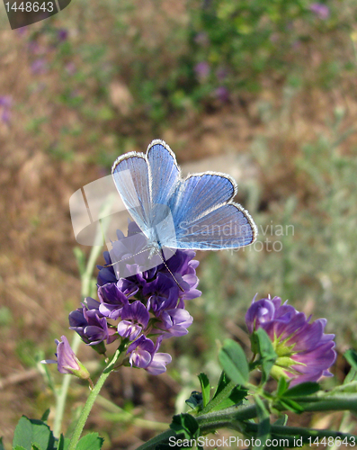 Image of blue butterfly