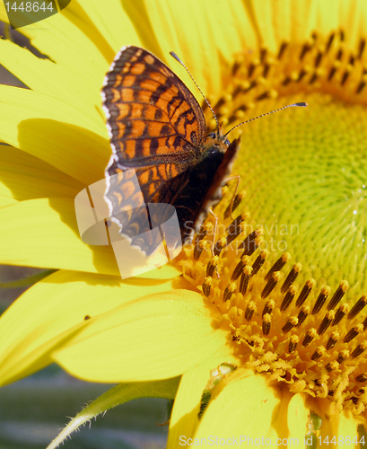 Image of butterfly on sunflower