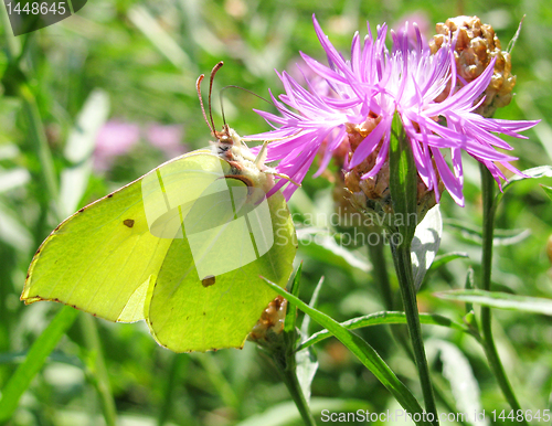 Image of yellow butterfly