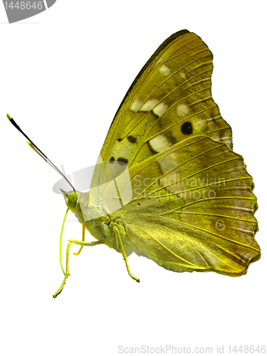 Image of butterfly 