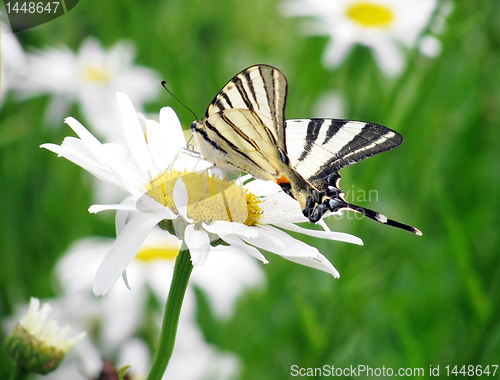 Image of butterfly on flower