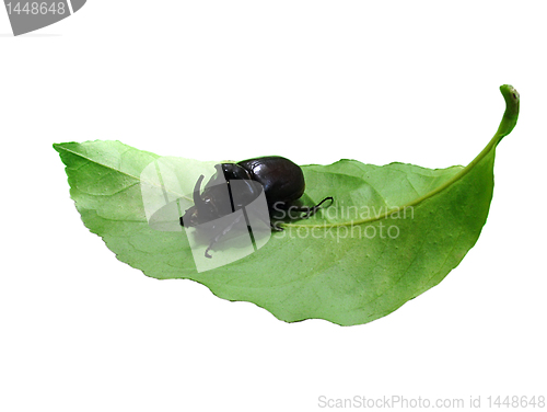 Image of beetle on a green leaf 