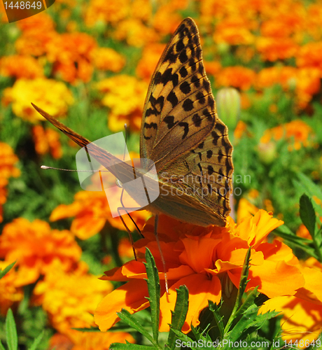Image of flower bed