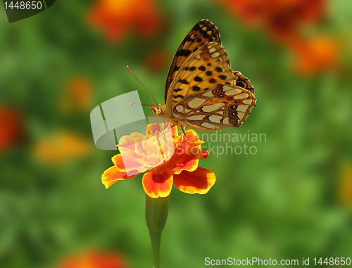 Image of butterfly on flower